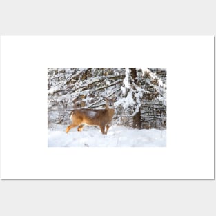 Young White-tailed Buck in snow Posters and Art